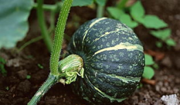 吃瓜爆料素材图片高清壁纸,揭秘高清壁纸背后的吃瓜爆料故事